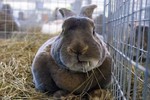 Новости: Кролики