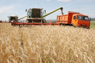 На Ставрополье обмолочено более 6 млн тонн зерна