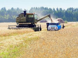 Аграрии Ставрополья приступили к уборке зерновых