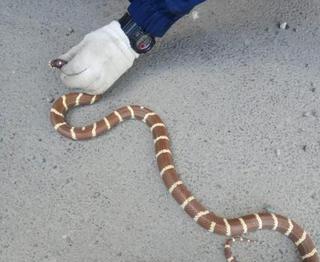 Житель Ставрополя нашел в гараже экзотическую змею