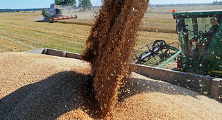 Ставрополье экспортирует пятую часть собранного урожая зерна
