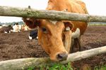 Новости: Нарушение правил выпаса скота
