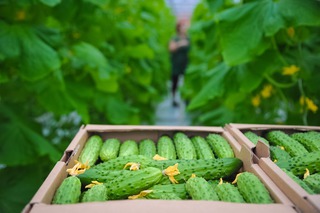 К 2020 году Ставрополье станет лидером по производству тепличных овощей в России