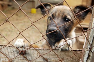 Прокуратура проверит информацию о жестоком обращении с животными в питомнике Георгиевска