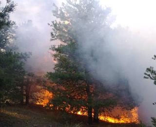 Ставропольские пожарные спасли от полного выгорания сосновый лес