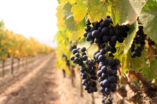 На Ставрополье 10 хозяйств получат субсидии на закладку виноградников