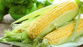 Пятигорские селекционеры из НИИ кукурузы вывели два новых гибрида