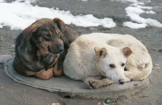 Жители Пятигорска призвали администрацию заняться проблемой бездомных собак