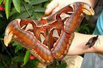 Новости: Выставка живых тропических бабочек