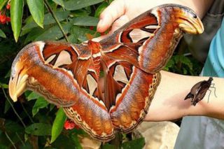 В Ставропольском музее-заповеднике появились на свет гигантские бабочки