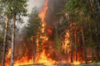 Торфяные пожары в Вологодском крае