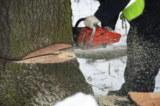 Прокуратура расследует факты незаконной вырубки деревьев в Кисловодске