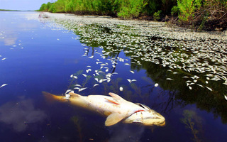 Росрыбнадзор выясняет причины массовой гибели рыбы на Ставрополье