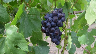 Урожайность винограда на Ставрополье вдвое выше, чем в 2015 году