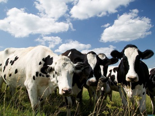 Мясное скотоводство Ставрополья получит государственную поддержку
