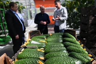 На Ставрополье построят инновационные теплицы для овощей