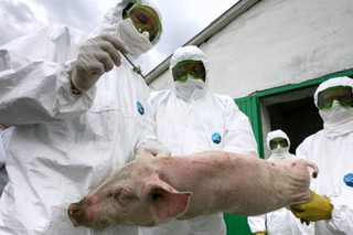 На Ставрополье запрещен ввоз свинины из Крыма из-за вспышки чумы