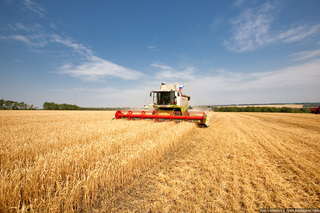 Ставропольские аграрии не доберут примерно треть от прошлогоднего урожая зерна