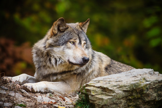 Ставропольских охотников просят предоставить волчьи шкуры для ДНК-анализа