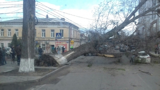 В Ставрополе упавшее дерево парализовало движение