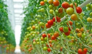 К 2020 году доля Ставрополья на рынке тепличных овощей России должна удвоиться