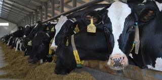 Власти Ставрополья рассчитывают удвоить поголовье дойных коров в регионе
